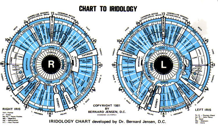 coloured chart of a map of the eye 