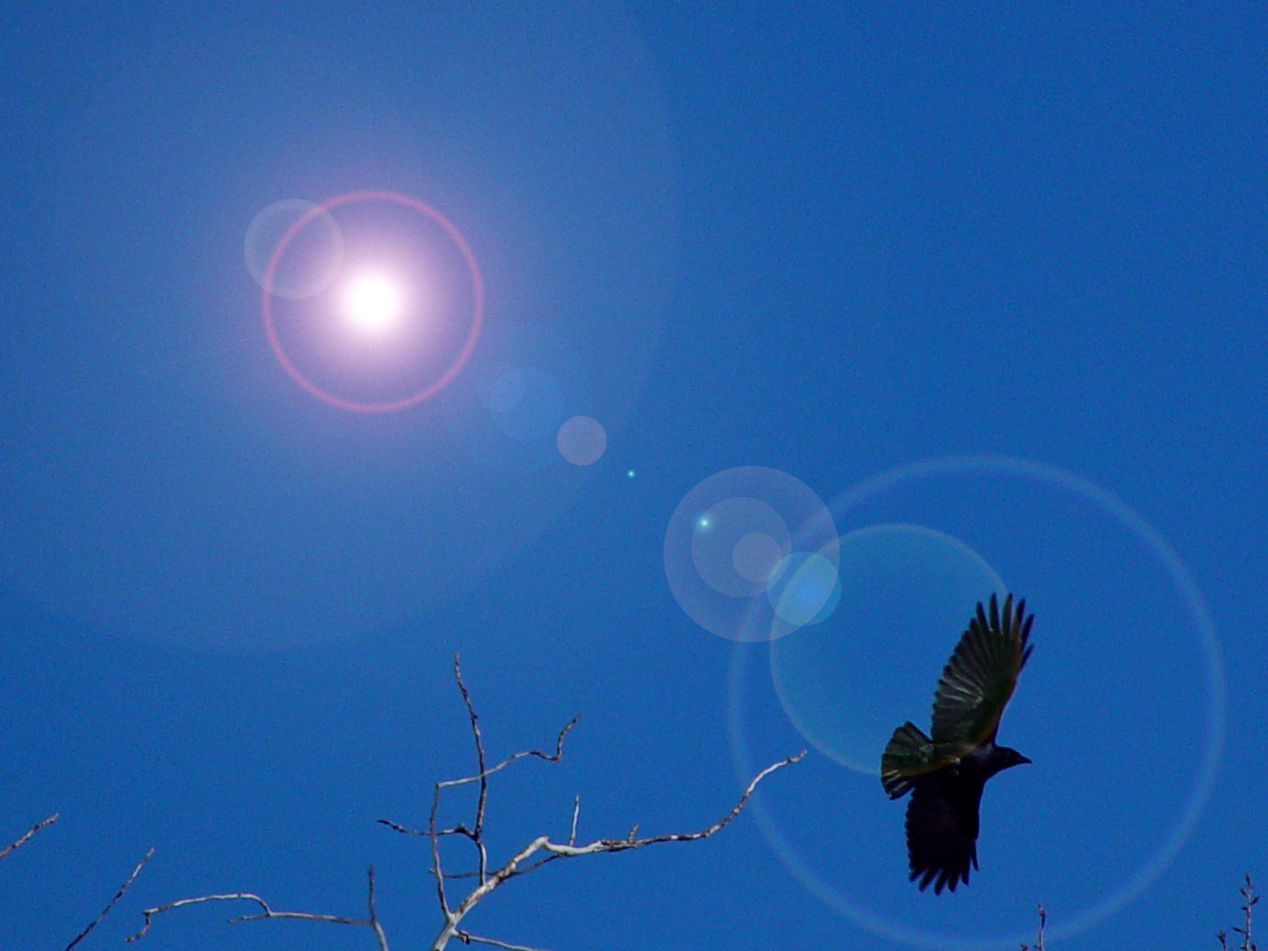 hawk against a blue sky with light circles