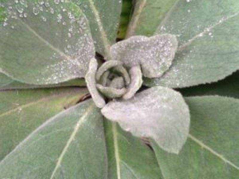 Mullein mullein from Wendolyn's garden at Here on Earth