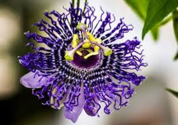 Purple Passionflower in all of its glory!