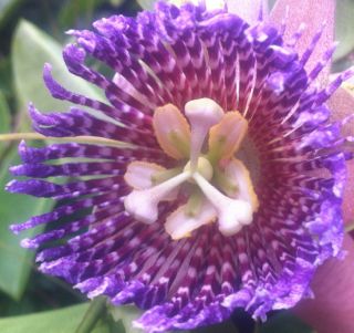 A closeup picture of a beautiful purple passionflower. 
