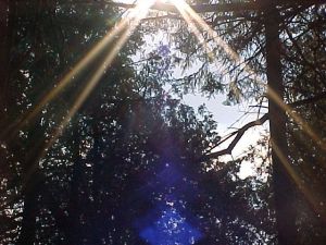 Sparkling sunshine in the forest