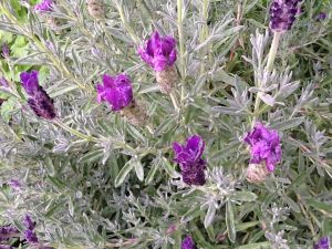 Beautiful Lavender flowers