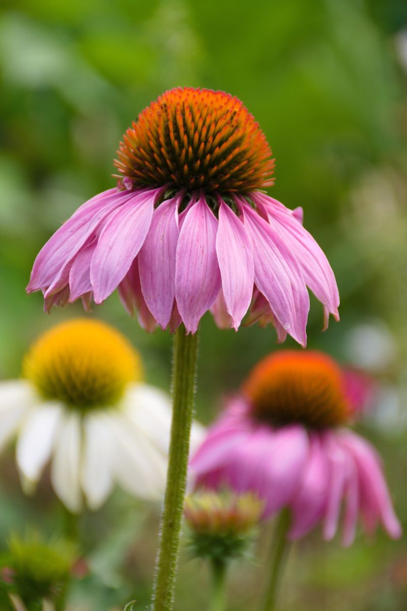 Echinacea Singular echinacea flower