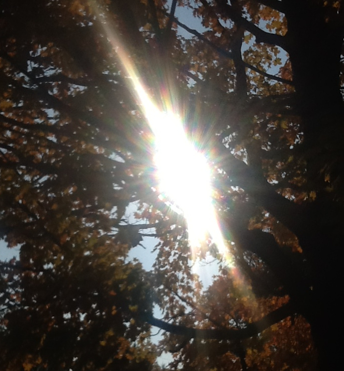 Sunshine shining through the tips of the trees