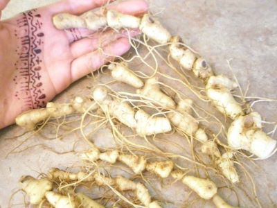 A tattooed hand holding solomon's seal roots that look just like bones! 