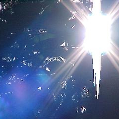 Sunshine sparkling through a forest with a lovely blue background. 