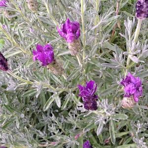 Purple lavender flowers in a garden