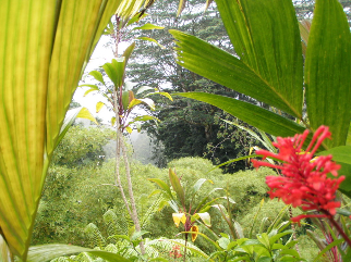 Eden Greenery with red flower
