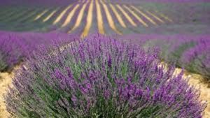 Fields and fields of lavender.