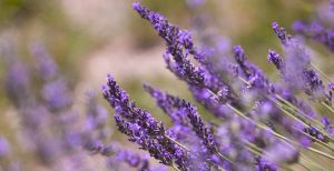 Beautiful purple flowers of the lavender plant.