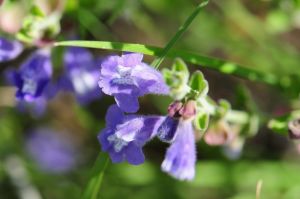 The purple flowers of the Skullcap plant.