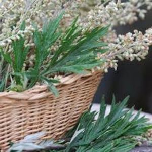 A basket of mugwort!